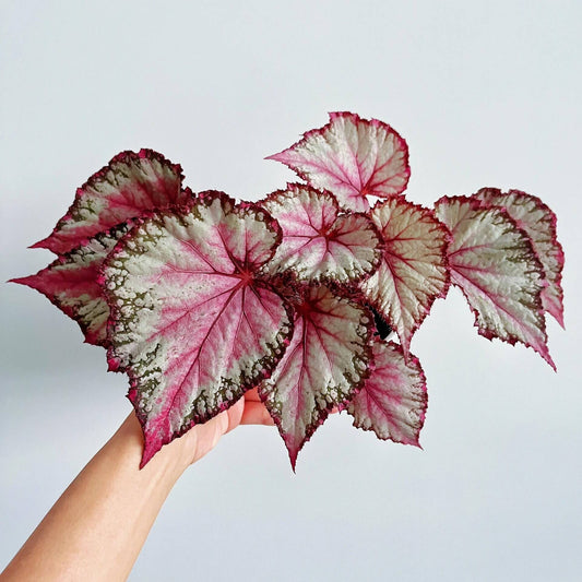 Begonia February – A stunning ornamental Begonia variety with silver-pink shimmering leaves, perfect for adding a touch of elegance to any home or garden.