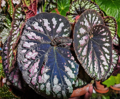 Begonia Ferris Wheel is a stunning hybrid known for its spiraling, colorful leaves that create a mesmerizing effect. The foliage features a beautiful combination of green, silver, and purple tones, adding dynamic visual interest to any indoor space. This compact plant is perfect for small areas, adding elegance and charm with minimal care. In addition, it produces small but attractive flowers during its blooming season, making it a versatile choice for plant enthusiasts.
