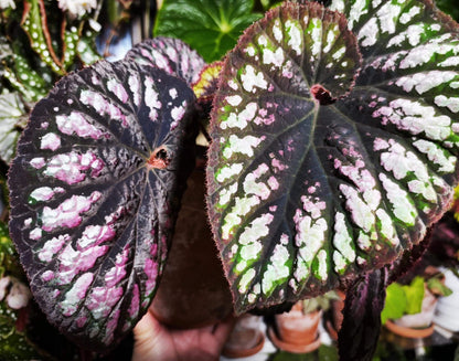Begonia Ferris Wheel is a stunning hybrid known for its spiraling, colorful leaves that create a mesmerizing effect. The foliage features a beautiful combination of green, silver, and purple tones, adding dynamic visual interest to any indoor space. This compact plant is perfect for small areas, adding elegance and charm with minimal care. In addition, it produces small but attractive flowers during its blooming season, making it a versatile choice for plant enthusiasts.