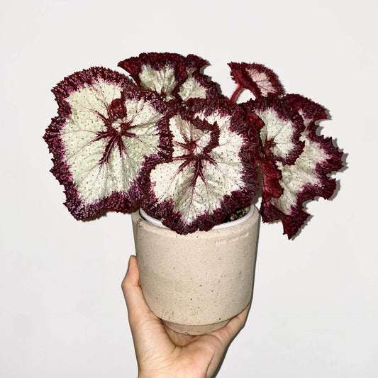 Begonia Galaxy is a rare Ukrainian hybrid known for its stunning foliage. Its silvery leaves with bold burgundy veins and ruffled red edges create a striking, star-like appearance. A true statement plant for collectors, it thrives in bright indirect light, high humidity, and well-draining soil.
