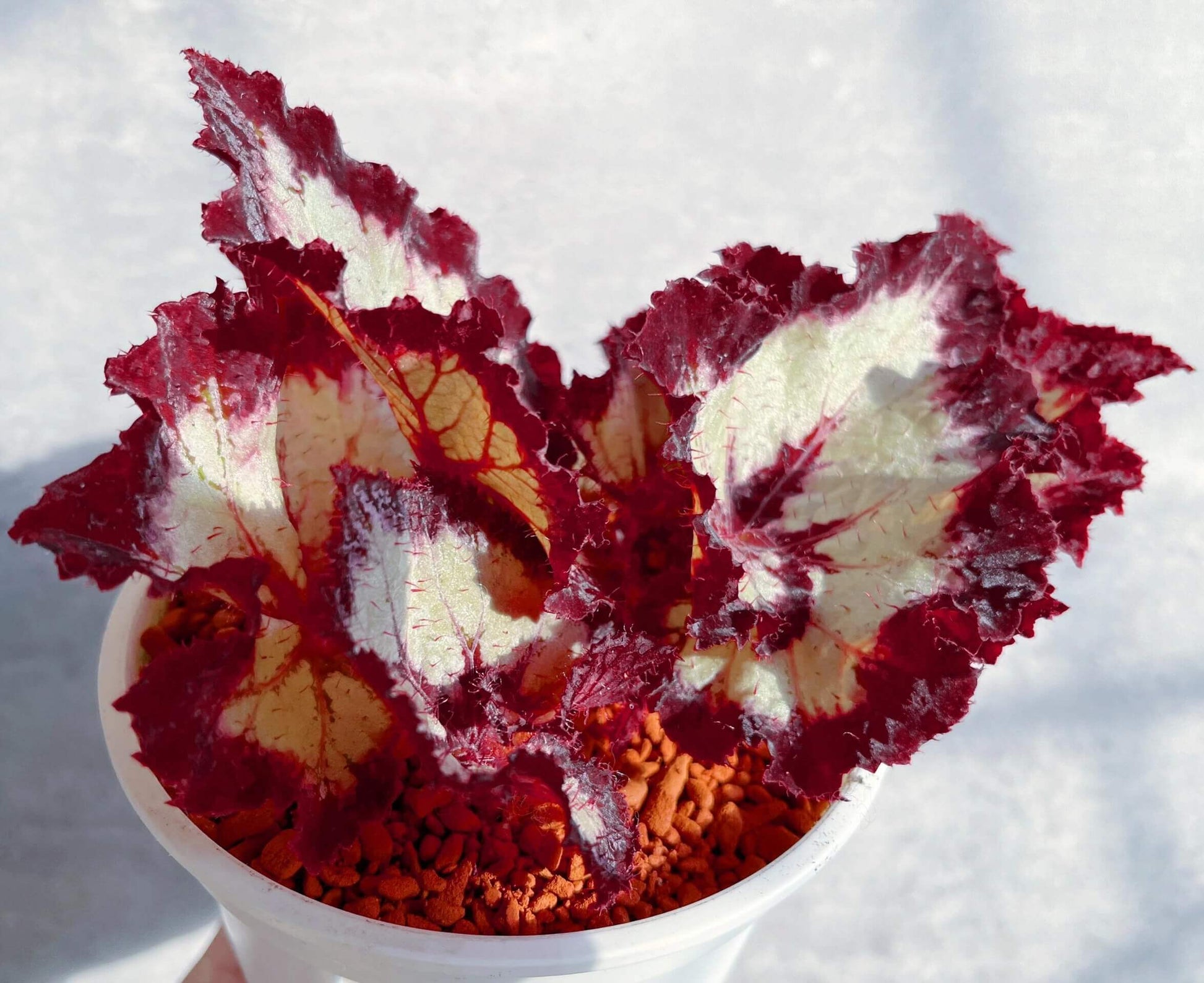 Begonia Galaxy is a rare Ukrainian hybrid known for its stunning foliage. Its silvery leaves with bold burgundy veins and ruffled red edges create a striking, star-like appearance. A true statement plant for collectors, it thrives in bright indirect light, high humidity, and well-draining soil.