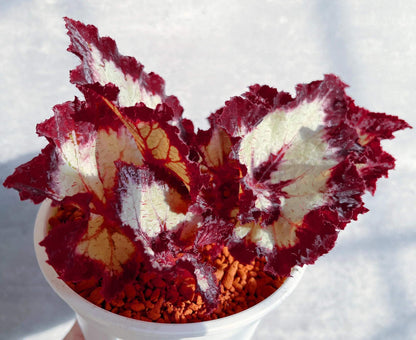Begonia Galaxy is a rare Ukrainian hybrid known for its stunning foliage. Its silvery leaves with bold burgundy veins and ruffled red edges create a striking, star-like appearance. A true statement plant for collectors, it thrives in bright indirect light, high humidity, and well-draining soil.