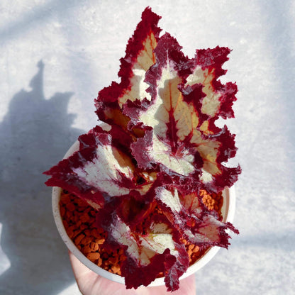 Begonia Galaxy is a rare Ukrainian hybrid known for its stunning foliage. Its silvery leaves with bold burgundy veins and ruffled red edges create a striking, star-like appearance. A true statement plant for collectors, it thrives in bright indirect light, high humidity, and well-draining soil.