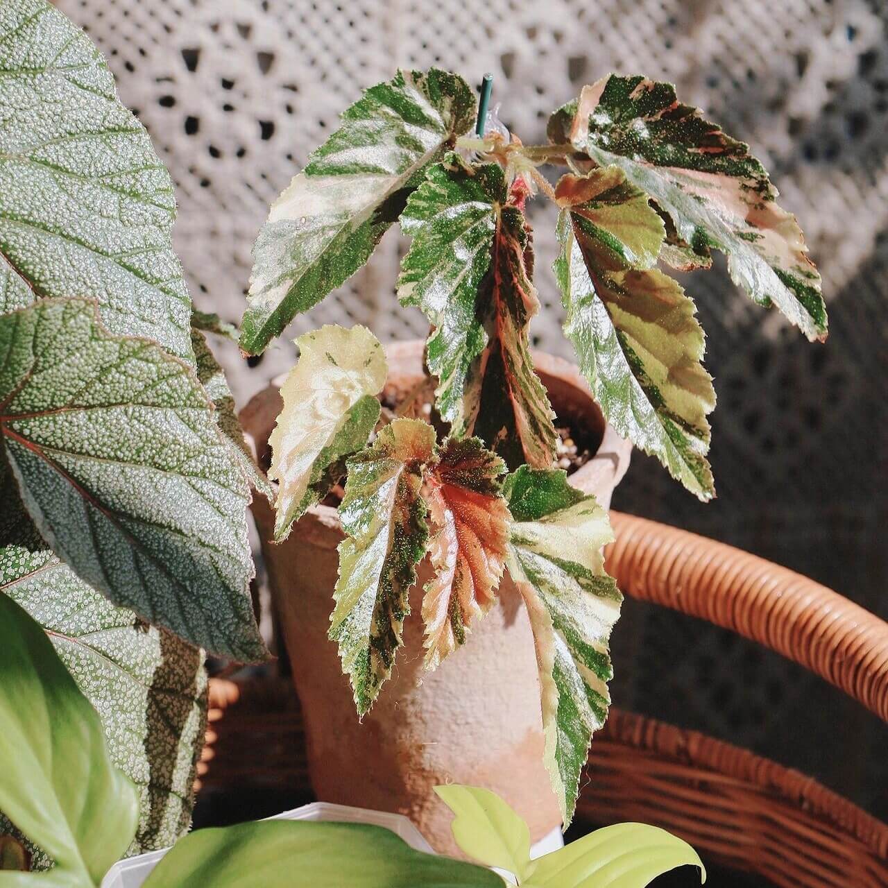 Begonia 'Ginny Galaxy' is a captivating Japanese hybrid known for its striking variegated foliage. The leaves display a mesmerizing blend of lime green, yellow, and pink hues, making it a standout addition to any indoor plant collection. This shrub-like begonia thrives in humid environments, making it ideal for terrariums, greenhouses, or other high-humidity spaces.