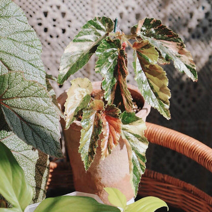 Begonia 'Ginny Galaxy' is a captivating Japanese hybrid known for its striking variegated foliage. The leaves display a mesmerizing blend of lime green, yellow, and pink hues, making it a standout addition to any indoor plant collection. This shrub-like begonia thrives in humid environments, making it ideal for terrariums, greenhouses, or other high-humidity spaces.