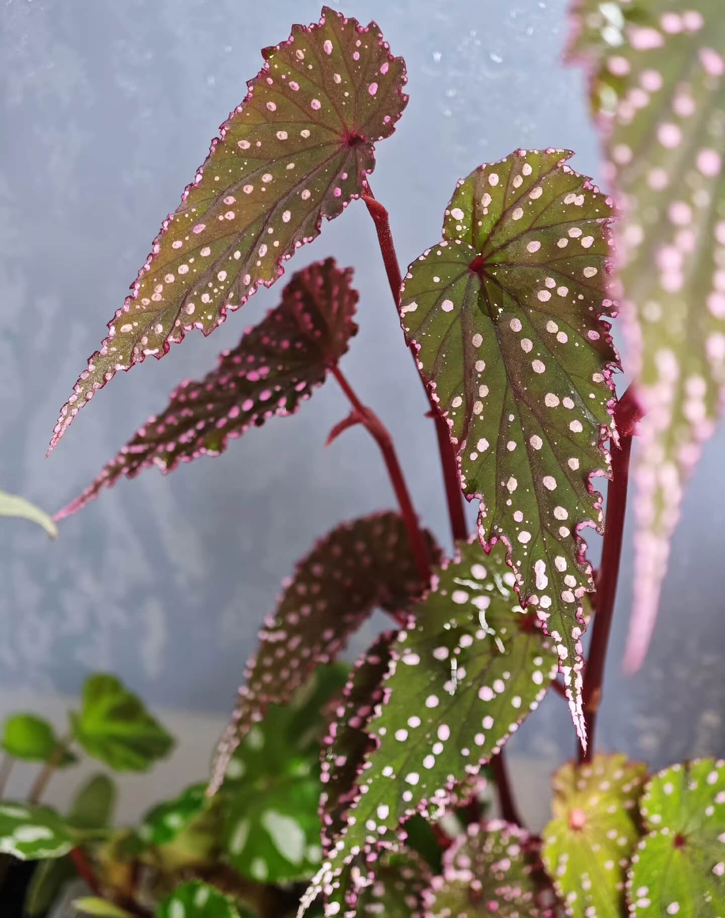 Begonia gracilicyma is a captivating and rare begonia species known for its slender, graceful stems and its exquisitely intricate leaves. This begonia typically features dark green foliage with distinct red veins, a soft velvety texture, and stunning fluorescent pink dots scattered across the leaf surface. The leaves are shaped like bird feathers, with sharply pointed tips, wavy edges, and a gently undulating surface.