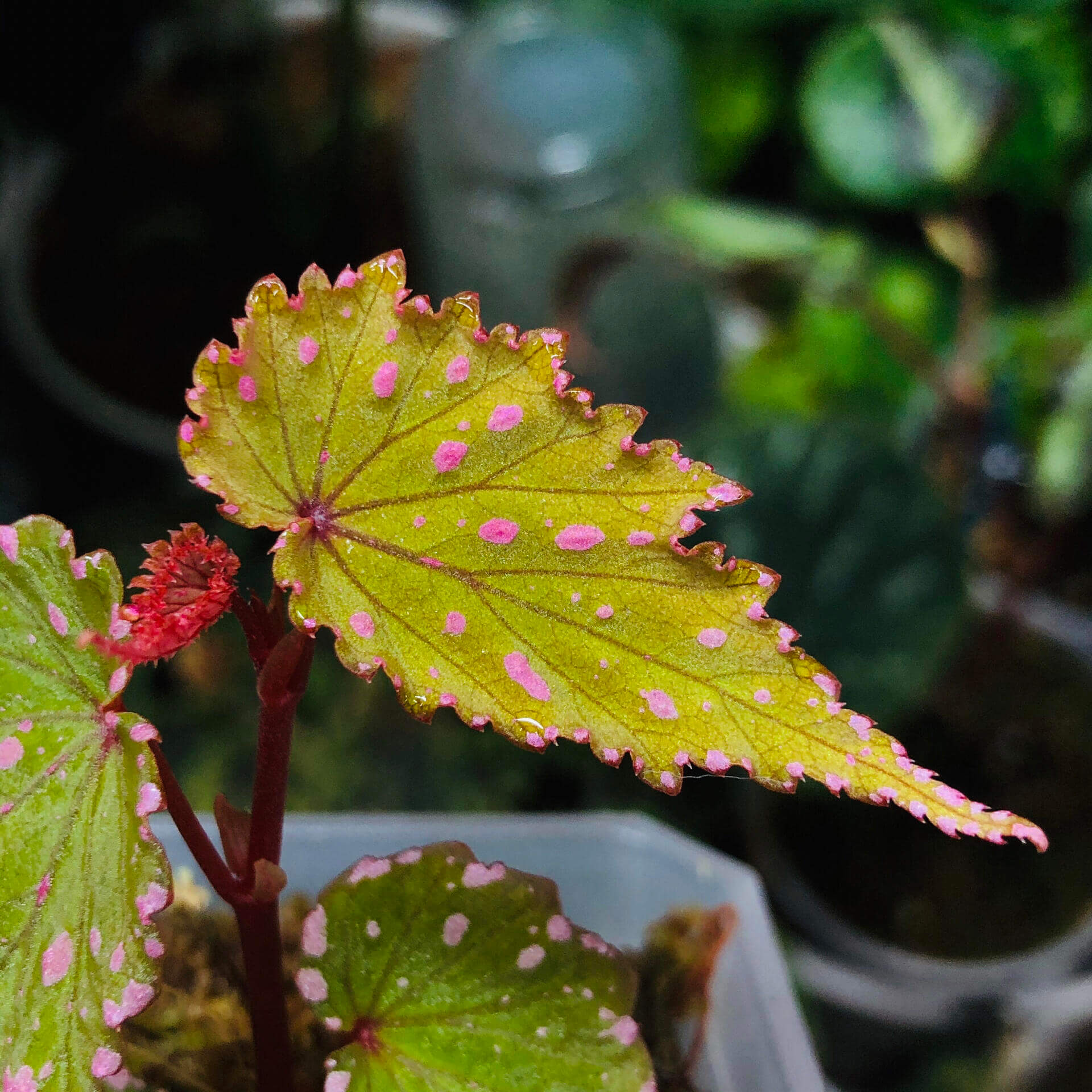 Begonia gracilicyma is a captivating and rare begonia species known for its slender, graceful stems and its exquisitely intricate leaves. This begonia typically features dark green foliage with distinct red veins, a soft velvety texture, and stunning fluorescent pink dots scattered across the leaf surface. The leaves are shaped like bird feathers, with sharply pointed tips, wavy edges, and a gently undulating surface.