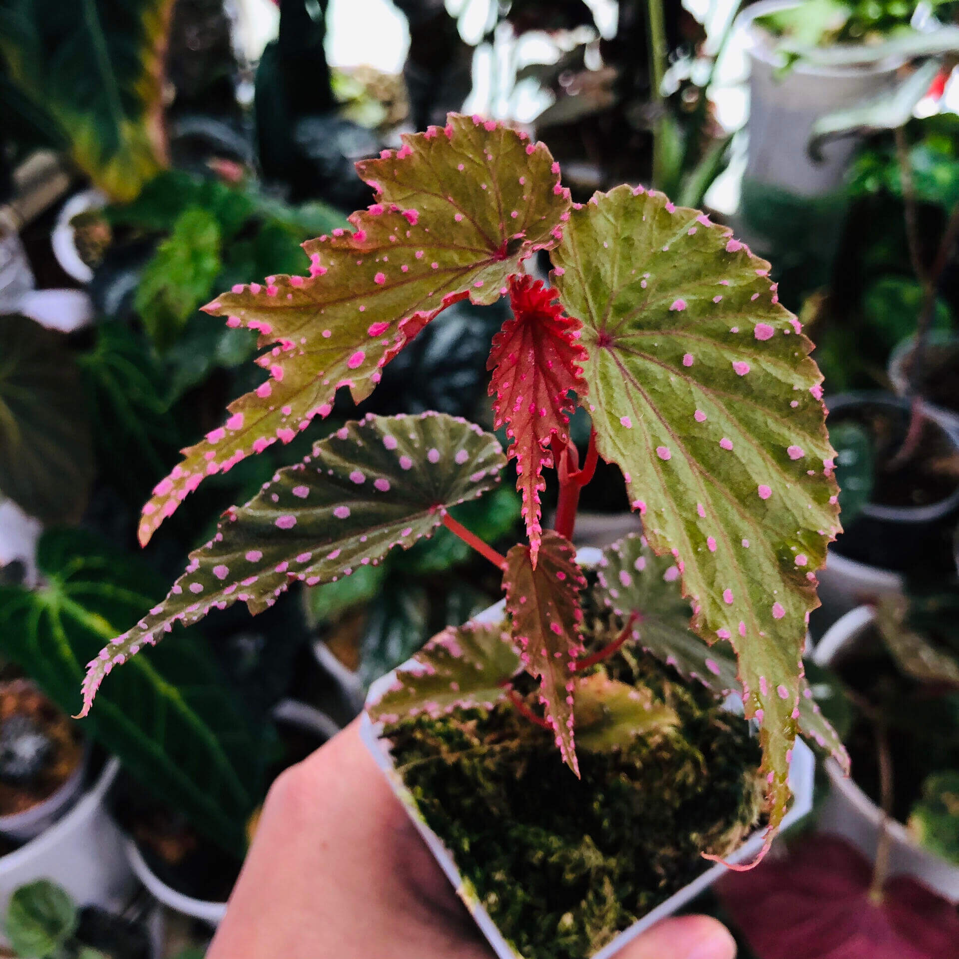 Begonia gracilicyma is a captivating and rare begonia species known for its slender, graceful stems and its exquisitely intricate leaves. This begonia typically features dark green foliage with distinct red veins, a soft velvety texture, and stunning fluorescent pink dots scattered across the leaf surface. The leaves are shaped like bird feathers, with sharply pointed tips, wavy edges, and a gently undulating surface.