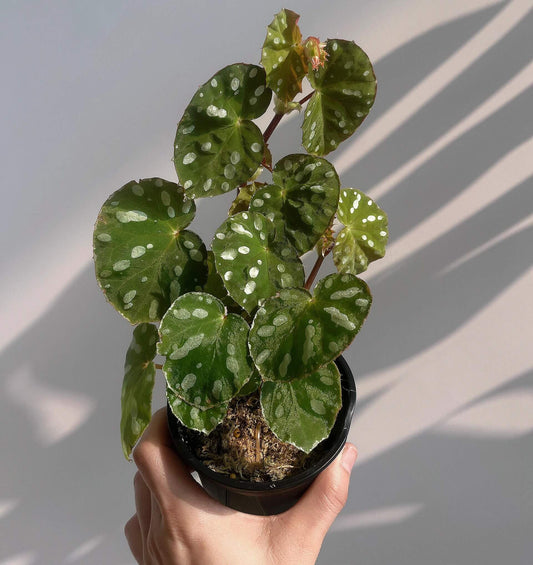 Origin: Native to Malaysia, Begonia jiewhoei thrives in tropical, subtropical environments. Known for its distinct, attractive foliage, this species is perfect for collectors and plant enthusiasts who appreciate unique, ornamental begonias. Features: Leaves: The plant boasts asymmetrical leaves that are a deep green, adorned with striking white or silver oval spots. The leaves also feature a delicate silver edge, enhancing their visual appeal.