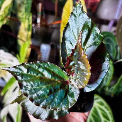 Begonia kapuashuluensis is a small, bushy species native to the Kapuashulu area of Borneo. It thrives in humid, tropical environments and grows best near rivers at altitudes ranging from 100 to 300 meters. The plant prefers temperatures between 15°C and 25°C (59°F - 77°F), and typically reaches a height of no more than 20 cm.