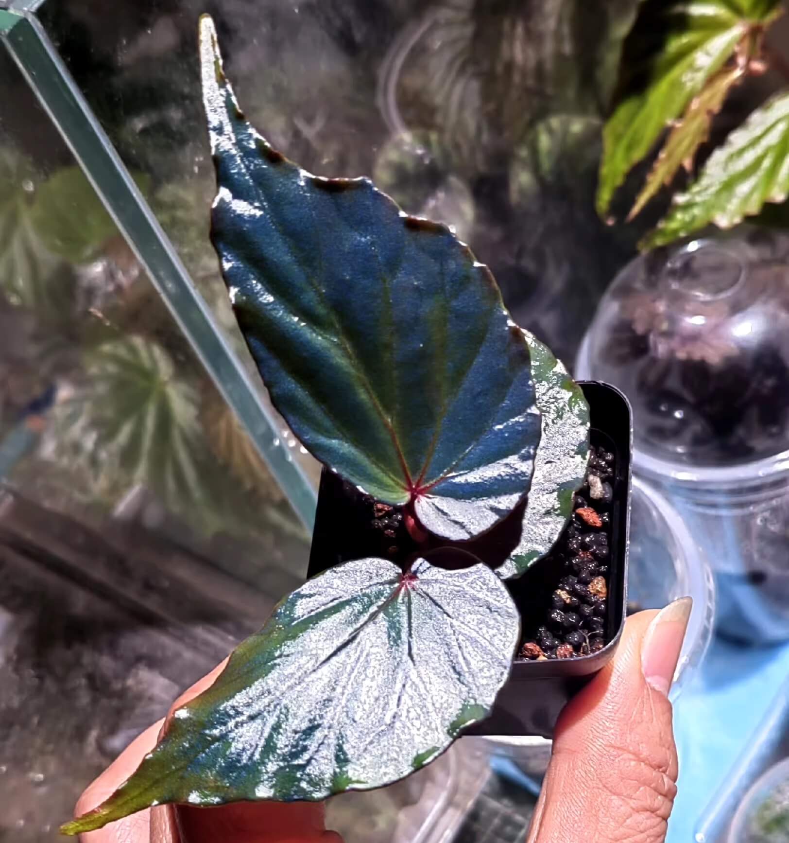 Begonia kapuashuluensis is a small, bushy species native to the Kapuashulu area of Borneo. It thrives in humid, tropical environments and grows best near rivers at altitudes ranging from 100 to 300 meters. The plant prefers temperatures between 15°C and 25°C (59°F - 77°F), and typically reaches a height of no more than 20 cm.