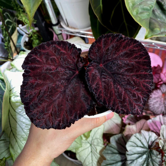 Begonia Knowing is a stunning rex hybrid created by Ukrainian hybridizer Elena Enikeeva in 2020. This begonia features deep, shimmery purple leaves that appear almost black at the margins, giving it a dramatic and elegant appearance. Its striking foliage, combined with its compact growth habit, makes it an ideal choice for adding color and texture to any indoor space.