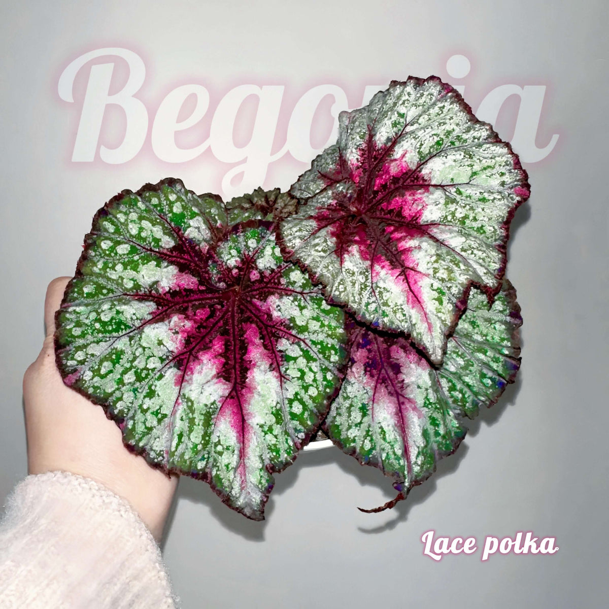 Begonia Lace Polka is a striking variation of Begonia Carnival, distinguished by its greener foliage and intricate, colorful patterns. Its large, asymmetrical leaves feature a beautiful blend of silvery-white markings, rich green patches, vivid pink areas, and deep burgundy veins and margins. Compared with the more purple-toned Begonia Carnival, Lace Polka displays a greener overall appearance, creating a fresh yet dramatic contrast between its metallic silver, green, and pink coloration.