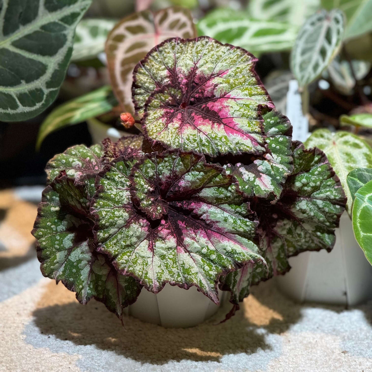 Begonia Lace Polka is a striking variation of Begonia Carnival, distinguished by its greener foliage and intricate, colorful patterns. Its large, asymmetrical leaves feature a beautiful blend of silvery-white markings, rich green patches, vivid pink areas, and deep burgundy veins and margins. Compared with the more purple-toned Begonia Carnival, Lace Polka displays a greener overall appearance, creating a fresh yet dramatic contrast between its metallic silver, green, and pink coloration.