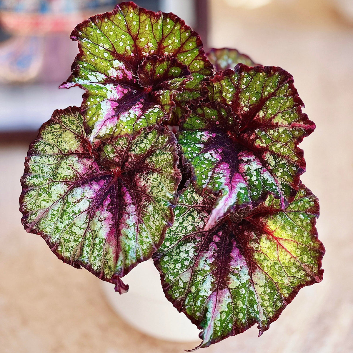 Begonia Lace Polka is a striking variation of Begonia Carnival, distinguished by its greener foliage and intricate, colorful patterns. Its large, asymmetrical leaves feature a beautiful blend of silvery-white markings, rich green patches, vivid pink areas, and deep burgundy veins and margins. Compared with the more purple-toned Begonia Carnival, Lace Polka displays a greener overall appearance, creating a fresh yet dramatic contrast between its metallic silver, green, and pink coloration.