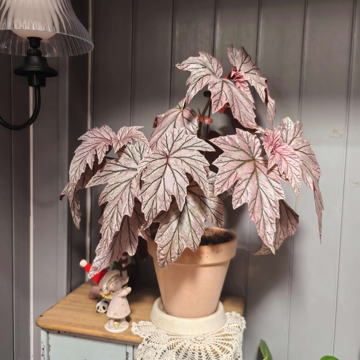 Begonia ‘Lamoon’ is a distinctive cane-type hybrid selected from a cross of Begonia aconitifolia × Begonia U062 and is recognized for its unusual foliage coloration. The leaves can display shimmering silver, soft rose-pink, and burgundy tones, with color intensity varying according to light, temperature, and growing conditions. Its upright, cane-like growth habit and luminous foliage make it an appealing choice for collectors of unusual begonias.