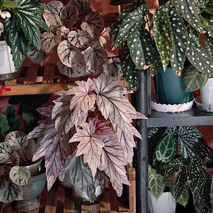 Begonia ‘Lamoon’ is a distinctive cane-type hybrid selected from a cross of Begonia aconitifolia × Begonia U062 and is recognized for its unusual foliage coloration. The leaves can display shimmering silver, soft rose-pink, and burgundy tones, with color intensity varying according to light, temperature, and growing conditions. Its upright, cane-like growth habit and luminous foliage make it an appealing choice for collectors of unusual begonias.