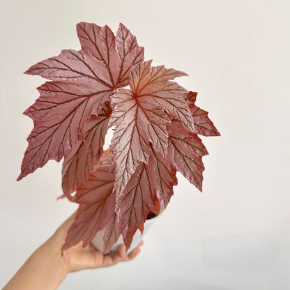 Begonia ‘Lamoon’ is a distinctive cane-type hybrid selected from a cross of Begonia aconitifolia × Begonia U062 and is recognized for its unusual foliage coloration. The leaves can display shimmering silver, soft rose-pink, and burgundy tones, with color intensity varying according to light, temperature, and growing conditions. Its upright, cane-like growth habit and luminous foliage make it an appealing choice for collectors of unusual begonias.