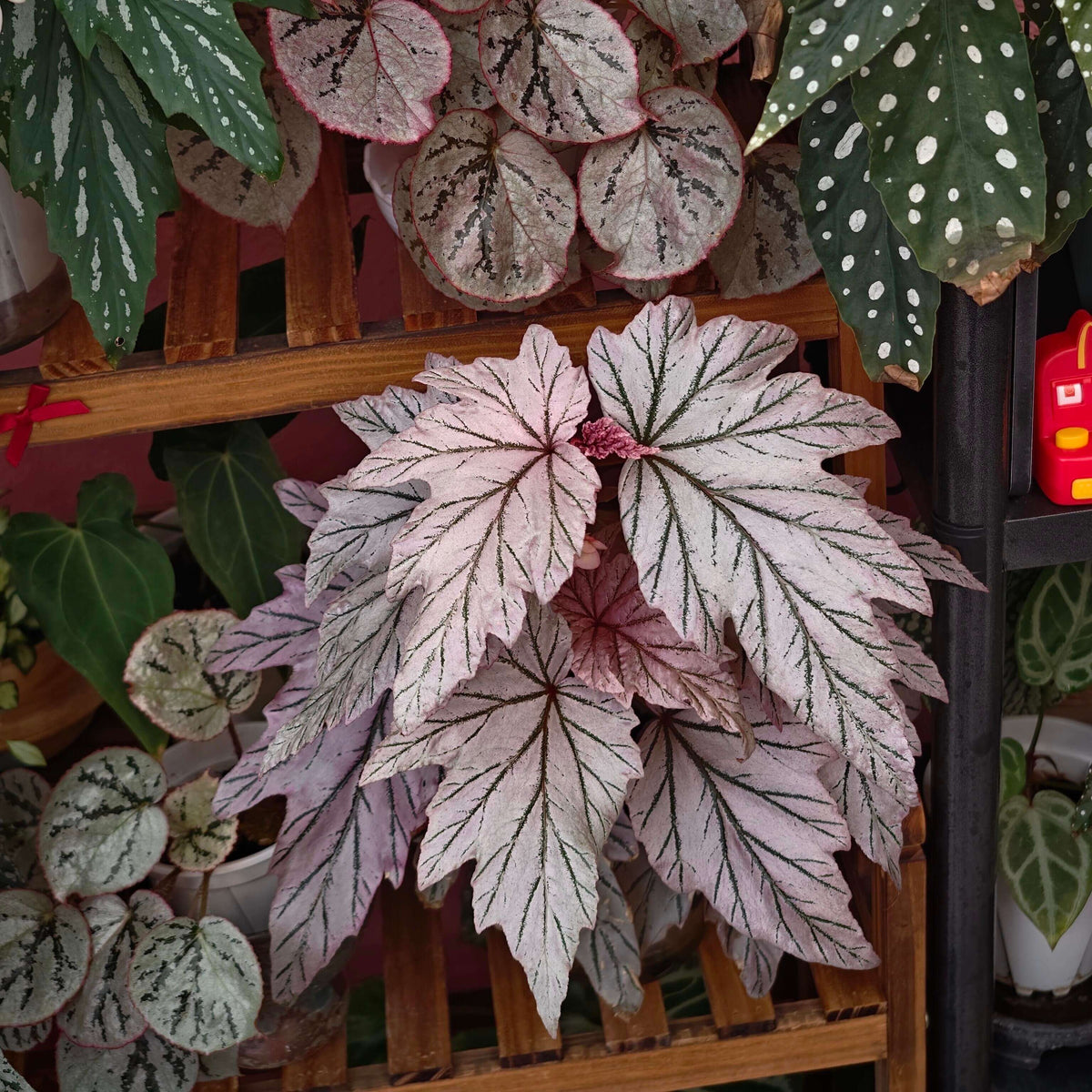 Begonia ‘Lamoon’ is a distinctive cane-type hybrid selected from a cross of Begonia aconitifolia × Begonia U062 and is recognized for its unusual foliage coloration. The leaves can display shimmering silver, soft rose-pink, and burgundy tones, with color intensity varying according to light, temperature, and growing conditions. Its upright, cane-like growth habit and luminous foliage make it an appealing choice for collectors of unusual begonias.