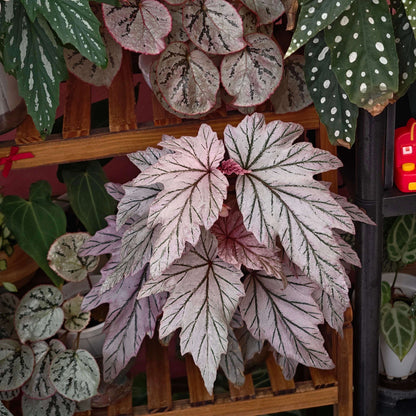 Begonia ‘Lamoon’ is a distinctive cane-type hybrid selected from a cross of Begonia aconitifolia × Begonia U062 and is recognized for its unusual foliage coloration. The leaves can display shimmering silver, soft rose-pink, and burgundy tones, with color intensity varying according to light, temperature, and growing conditions. Its upright, cane-like growth habit and luminous foliage make it an appealing choice for collectors of unusual begonias.