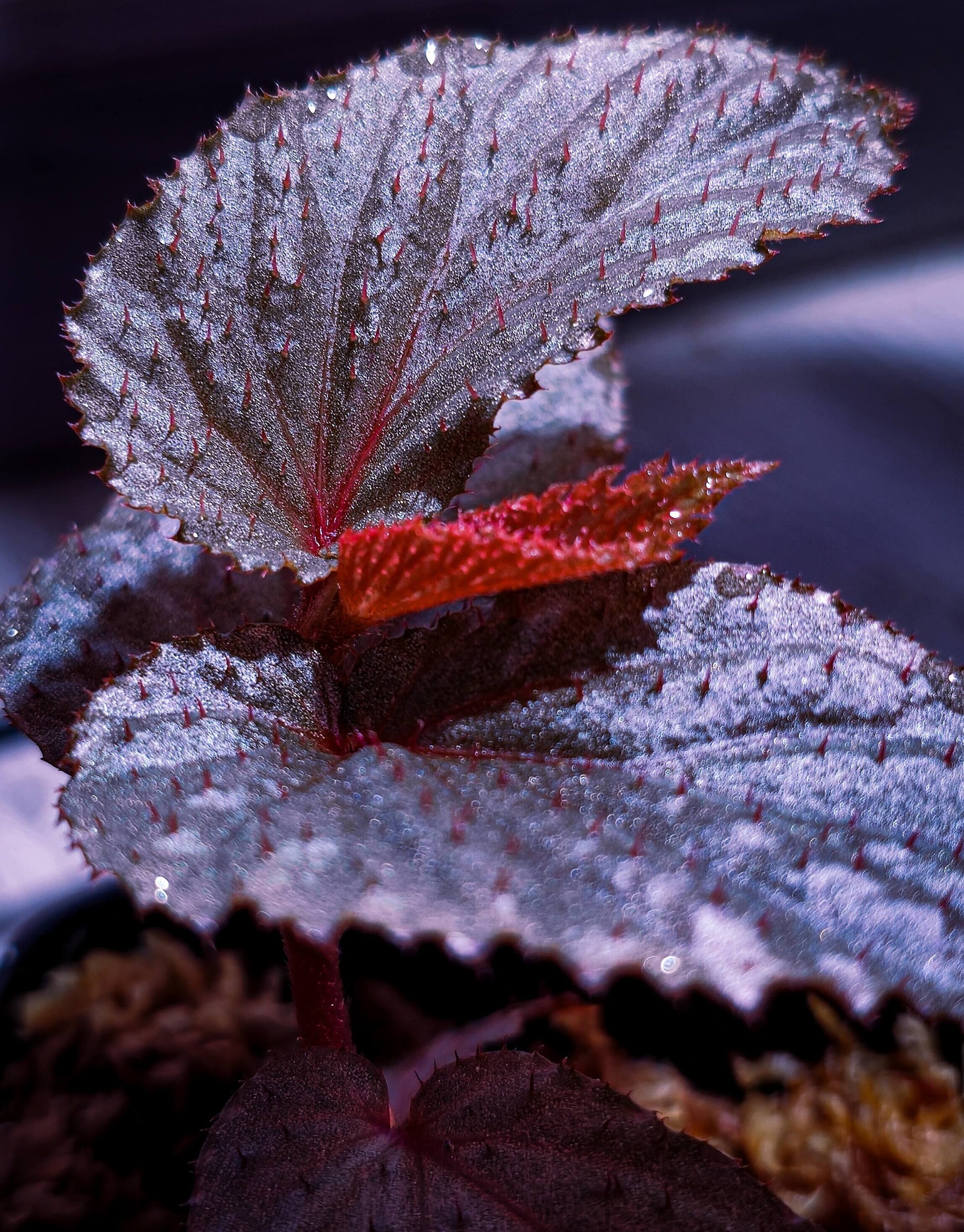 Begonia lamriana Silver is a stunning and rare begonia variety known for its striking silver and metallic-toned foliage. Native to tropical regions, this begonia has become a favorite among plant collectors due to its unique appearance and ease of care. The leaves are large, textured, and covered with soft hairs, creating an interesting tactile feature. This plant thrives in humid environments, making it an ideal choice for terrariums, indoor gardens, or tropical plant collections.