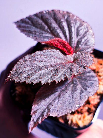 Begonia lamriana Silver is a stunning and rare begonia variety known for its striking silver and metallic-toned foliage. Native to tropical regions, this begonia has become a favorite among plant collectors due to its unique appearance and ease of care. The leaves are large, textured, and covered with soft hairs, creating an interesting tactile feature. This plant thrives in humid environments, making it an ideal choice for terrariums, indoor gardens, or tropical plant collections.