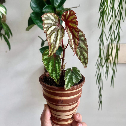Begonia Layar is a rare and exquisite begonia species native to Borneo, prized for its compact size and stunning foliage. Its deep green to dark emerald leaves are adorned with striking silver or yellow markings and a metallic sheen, while the undersides and petioles often show rich red tones. Ideal for terrariums and humidity-controlled environments, Begonia Layar is best suited for experienced plant enthusiasts who enjoy caring for rare tropical species.
