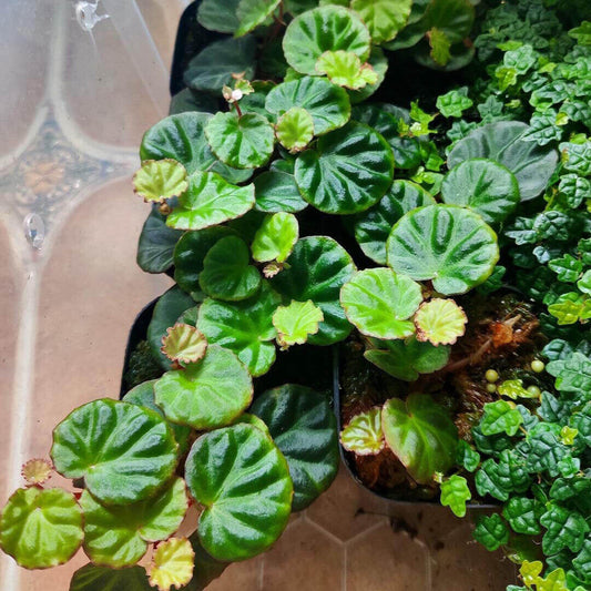Begonia Lichenora is a rare and miniature variety of begonia, native to the Sarawak region of Borneo. Known for its unique, moss-like appearance, this begonia features small, asymmetrical green to brownish leaves with a reddish-brown underside. It is a perennial plant that grows in a trailing manner, making it an excellent choice for indoor plant collectors and enthusiasts looking for a unique addition to their home or office space.