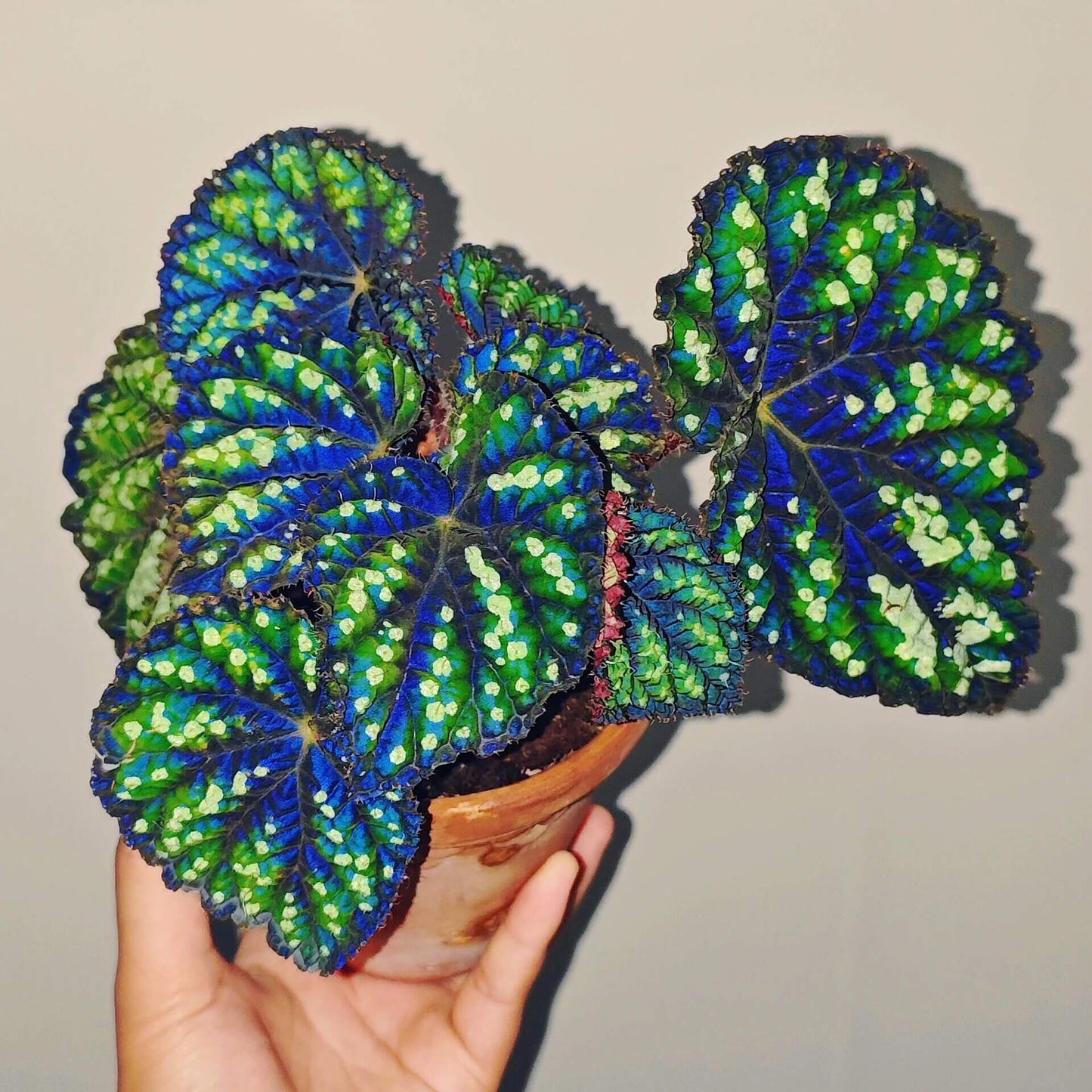 Begonia Little Bead is a decorative-leaf variety introduced by breeders Pavel and Elena Enikeev (Dimetris). It belongs to the Rex group and has a medium-sized growth habit. This begonia is known for its striking green leaves, which are dotted with round, bead-like spots, giving it a unique and eye-catching appearance.