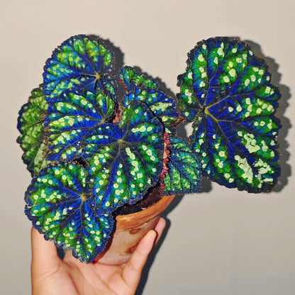 Begonia Little Bead is a decorative-leaf variety introduced by breeders Pavel and Elena Enikeev (Dimetris). It belongs to the Rex group and has a medium-sized growth habit. This begonia is known for its striking green leaves, which are dotted with round, bead-like spots, giving it a unique and eye-catching appearance.