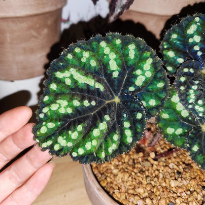 Begonia Little Bead is a decorative-leaf variety introduced by breeders Pavel and Elena Enikeev (Dimetris). It belongs to the Rex group and has a medium-sized growth habit. This begonia is known for its striking green leaves, which are dotted with round, bead-like spots, giving it a unique and eye-catching appearance.