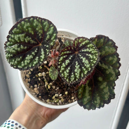 Begonia Little Bead is a decorative-leaf variety introduced by breeders Pavel and Elena Enikeev (Dimetris). It belongs to the Rex group and has a medium-sized growth habit. This begonia is known for its striking green leaves, which are dotted with round, bead-like spots, giving it a unique and eye-catching appearance.
