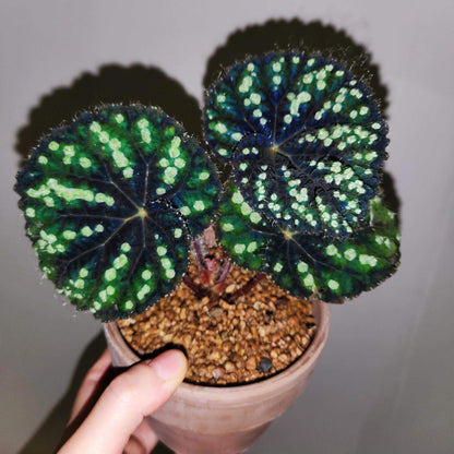 Begonia Little Bead is a decorative-leaf variety introduced by breeders Pavel and Elena Enikeev (Dimetris). It belongs to the Rex group and has a medium-sized growth habit. This begonia is known for its striking green leaves, which are dotted with round, bead-like spots, giving it a unique and eye-catching appearance.
