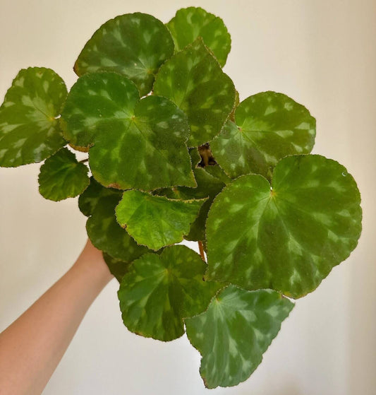 The Begonia Luzhaiensis Green Form stands out compared to the Begonia Luzhaiensis with its entirely green leaves, which are particularly striking. Native to the limestone regions of Guangxi, China, this begonia brings a refreshing touch of greenery to any collection with its unique and smooth, vibrant green leaves.