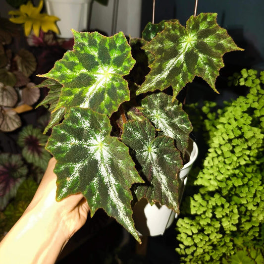 Begonia Luzhaiensis Var has white leaf veins on the upper side of its leaves, distinguishing it from Begonia Luzhaiensis. Native to the limestone regions of Guangxi, China, this begonia brings a refreshing touch of greenery to any collection with its unique and smooth, vibrant green leaves.