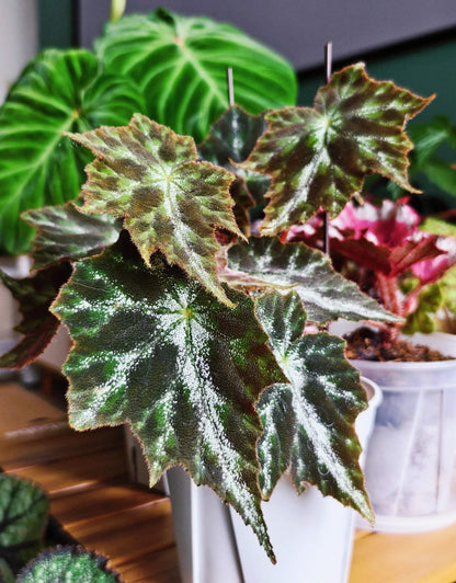 Begonia Luzhaiensis Var has white leaf veins on the upper side of its leaves, distinguishing it from Begonia Luzhaiensis. Native to the limestone regions of Guangxi, China, this begonia brings a refreshing touch of greenery to any collection with its unique and smooth, vibrant green leaves.