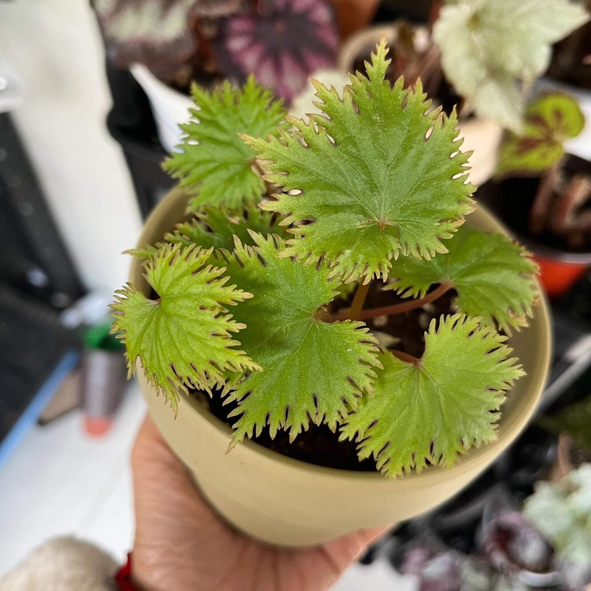 Add a touch of elegance to your plant collection with Begonia lyallii, a stunning species native to the lush forests of Madagascar. Known for its unique serrated leaves that develop striking red edges as they mature, this begonia is a true eye-catcher and perfect for those looking to add a rare gem to their indoor garden.