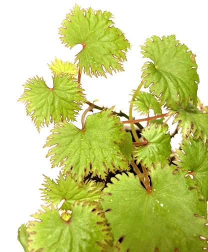 Add a touch of elegance to your plant collection with Begonia lyallii, a stunning species native to the lush forests of Madagascar. Known for its unique serrated leaves that develop striking red edges as they mature, this begonia is a true eye-catcher and perfect for those looking to add a rare gem to their indoor garden.