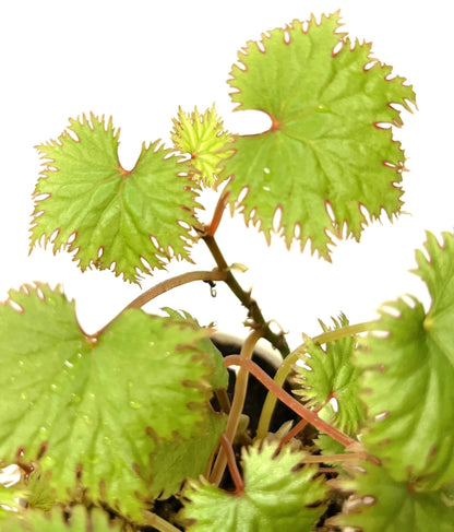 Add a touch of elegance to your plant collection with Begonia lyallii, a stunning species native to the lush forests of Madagascar. Known for its unique serrated leaves that develop striking red edges as they mature, this begonia is a true eye-catcher and perfect for those looking to add a rare gem to their indoor garden.