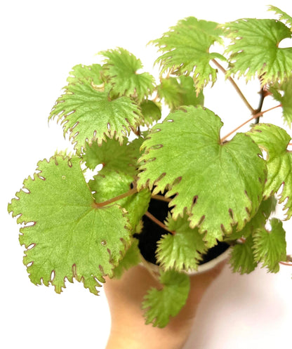 Add a touch of elegance to your plant collection with Begonia lyallii, a stunning species native to the lush forests of Madagascar. Known for its unique serrated leaves that develop striking red edges as they mature, this begonia is a true eye-catcher and perfect for those looking to add a rare gem to their indoor garden.