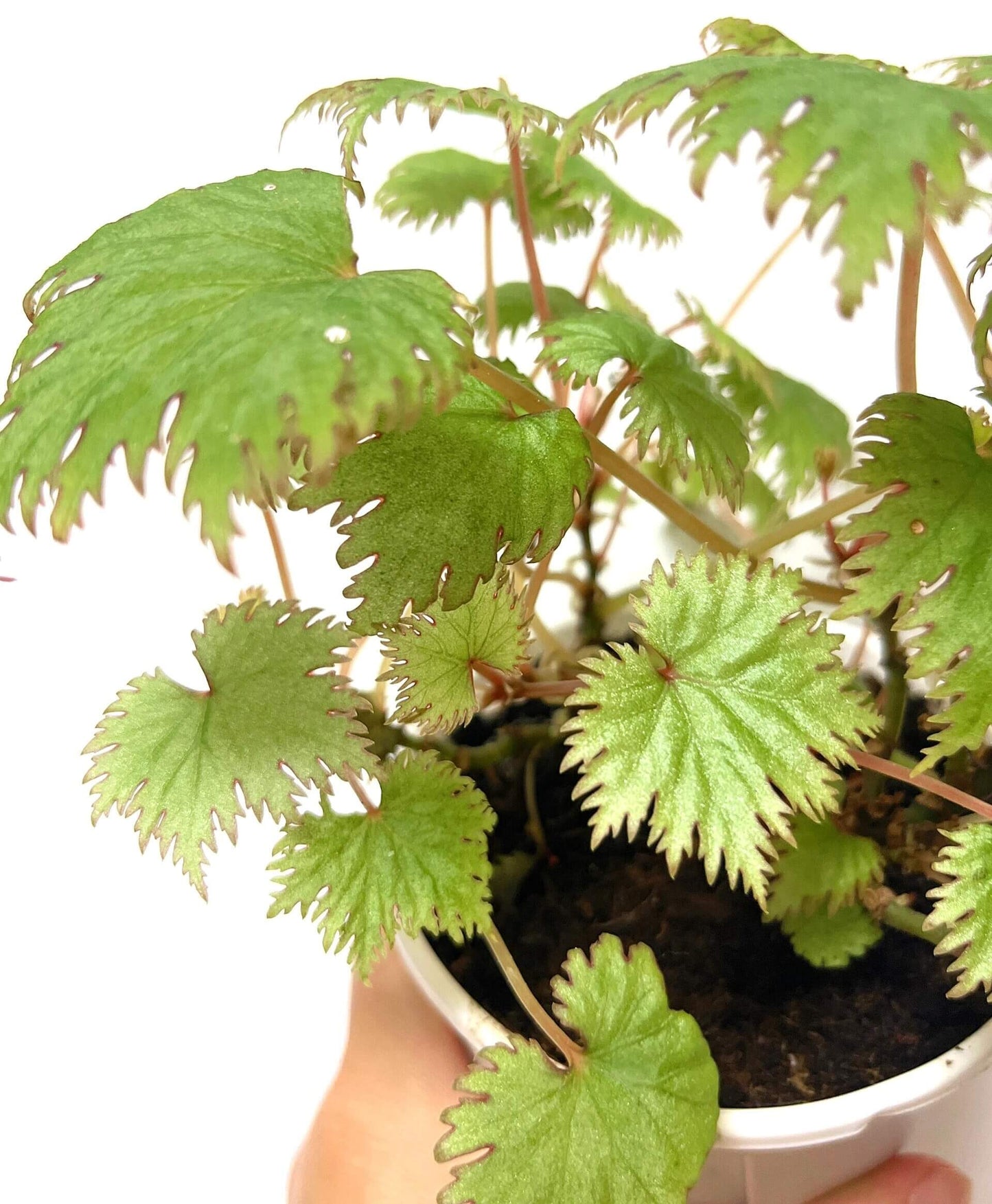 Add a touch of elegance to your plant collection with Begonia lyallii, a stunning species native to the lush forests of Madagascar. Known for its unique serrated leaves that develop striking red edges as they mature, this begonia is a true eye-catcher and perfect for those looking to add a rare gem to their indoor garden.