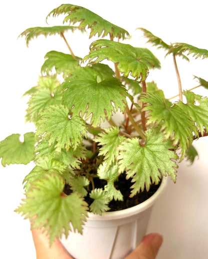 Add a touch of elegance to your plant collection with Begonia lyallii, a stunning species native to the lush forests of Madagascar. Known for its unique serrated leaves that develop striking red edges as they mature, this begonia is a true eye-catcher and perfect for those looking to add a rare gem to their indoor garden.