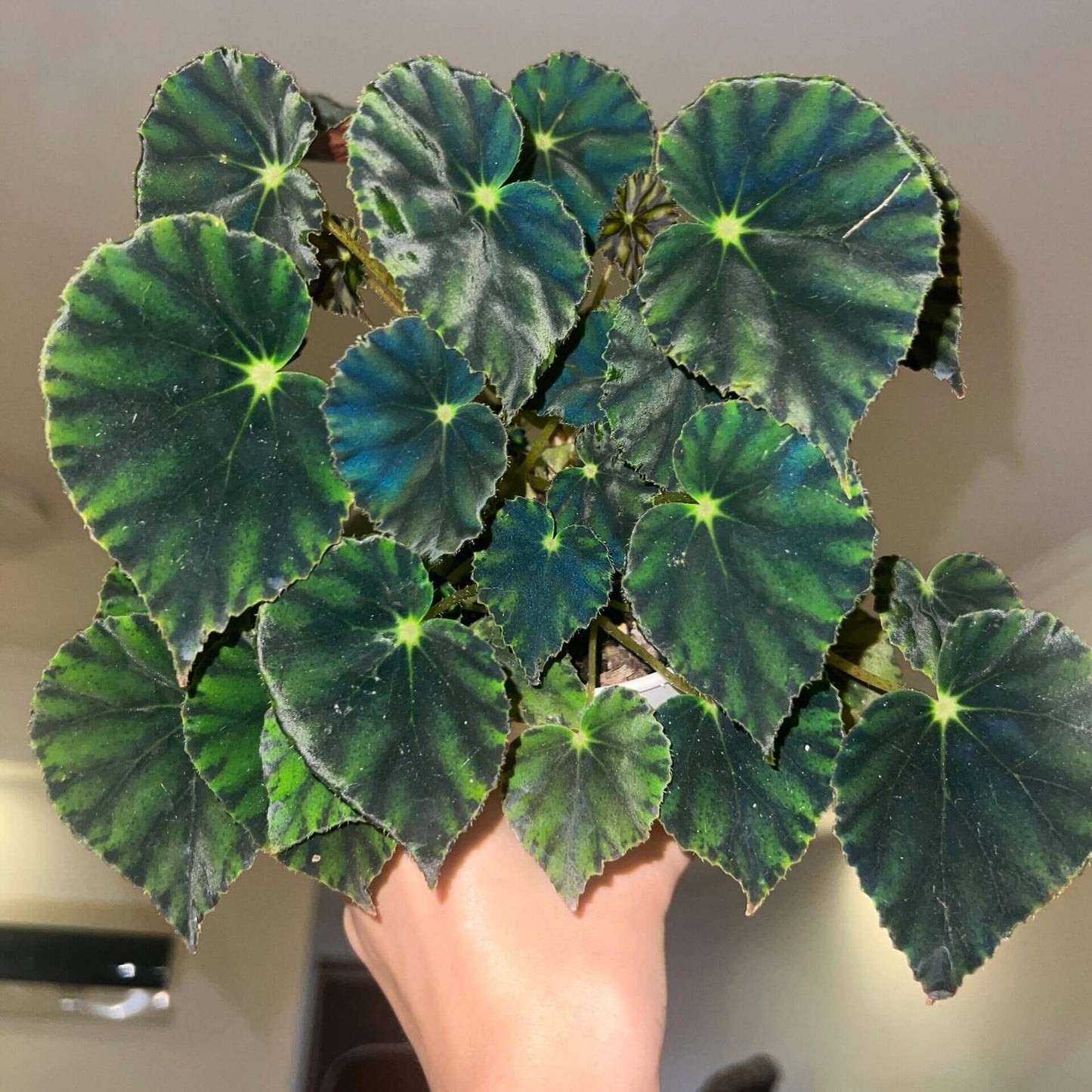 Begonia Mazae Nigricans is a captivating begonia variety, appreciated for its unique and striking appearance. Native to Southeast Mexico, this perennial species is known for its dark, soft leaves, making it a perfect choice for collectors and plant enthusiasts alike.