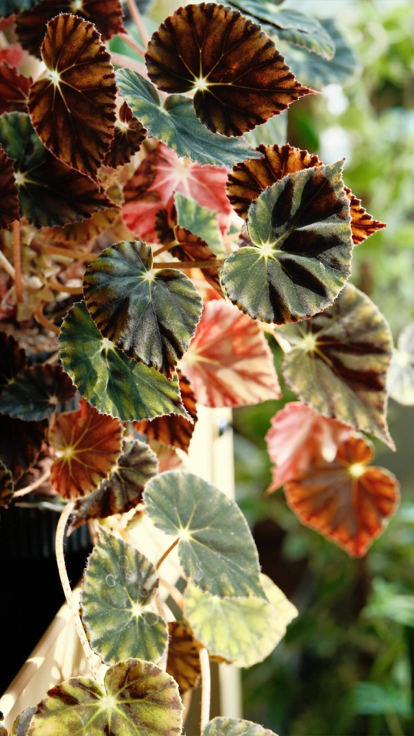 Begonia Mazae Nigricans is a captivating begonia variety, appreciated for its unique and striking appearance. Native to Southeast Mexico, this perennial species is known for its dark, soft leaves, making it a perfect choice for collectors and plant enthusiasts alike.