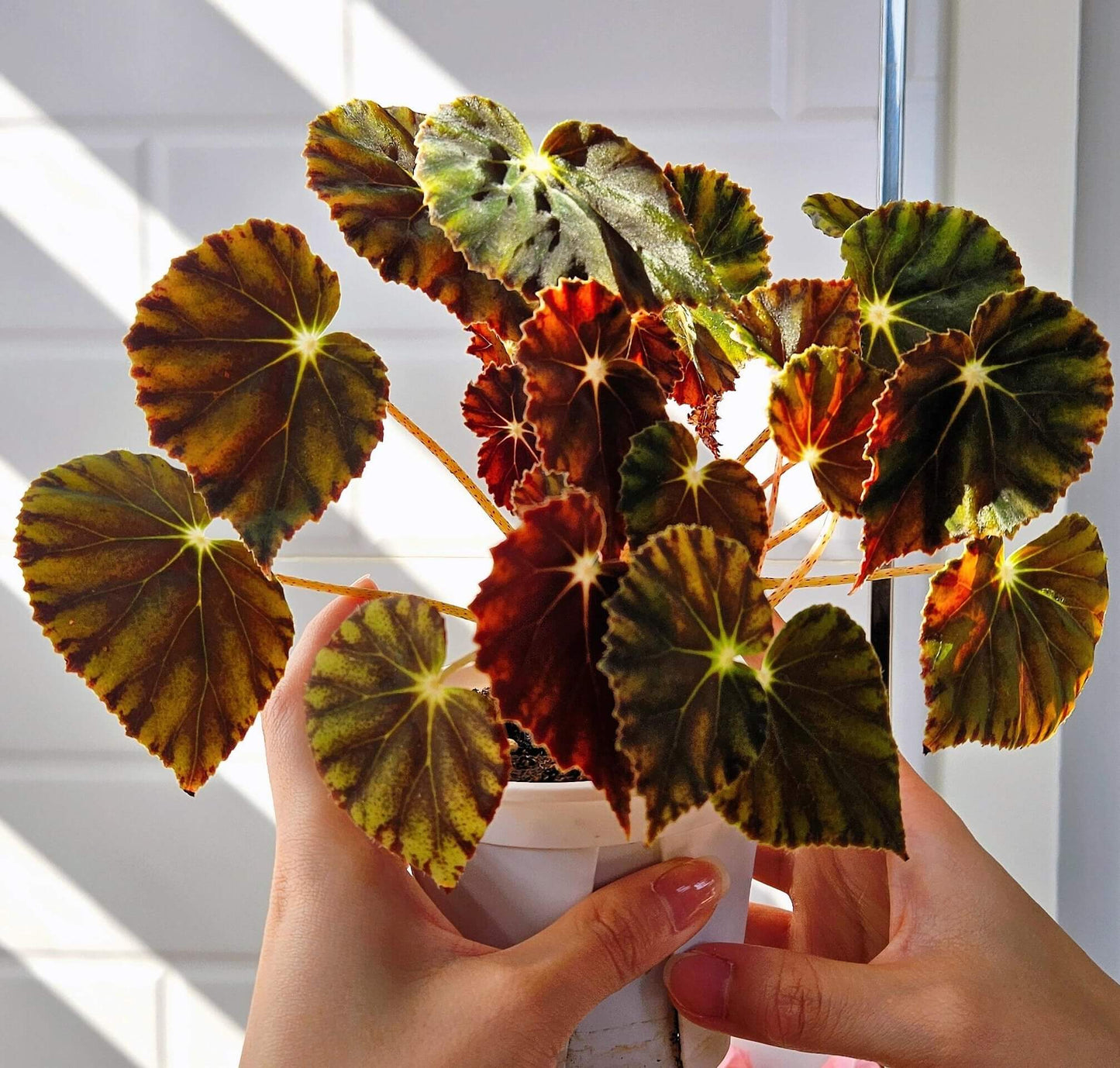 Begonia Mazae Nigricans is a captivating begonia variety, appreciated for its unique and striking appearance. Native to Southeast Mexico, this perennial species is known for its dark, soft leaves, making it a perfect choice for collectors and plant enthusiasts alike.