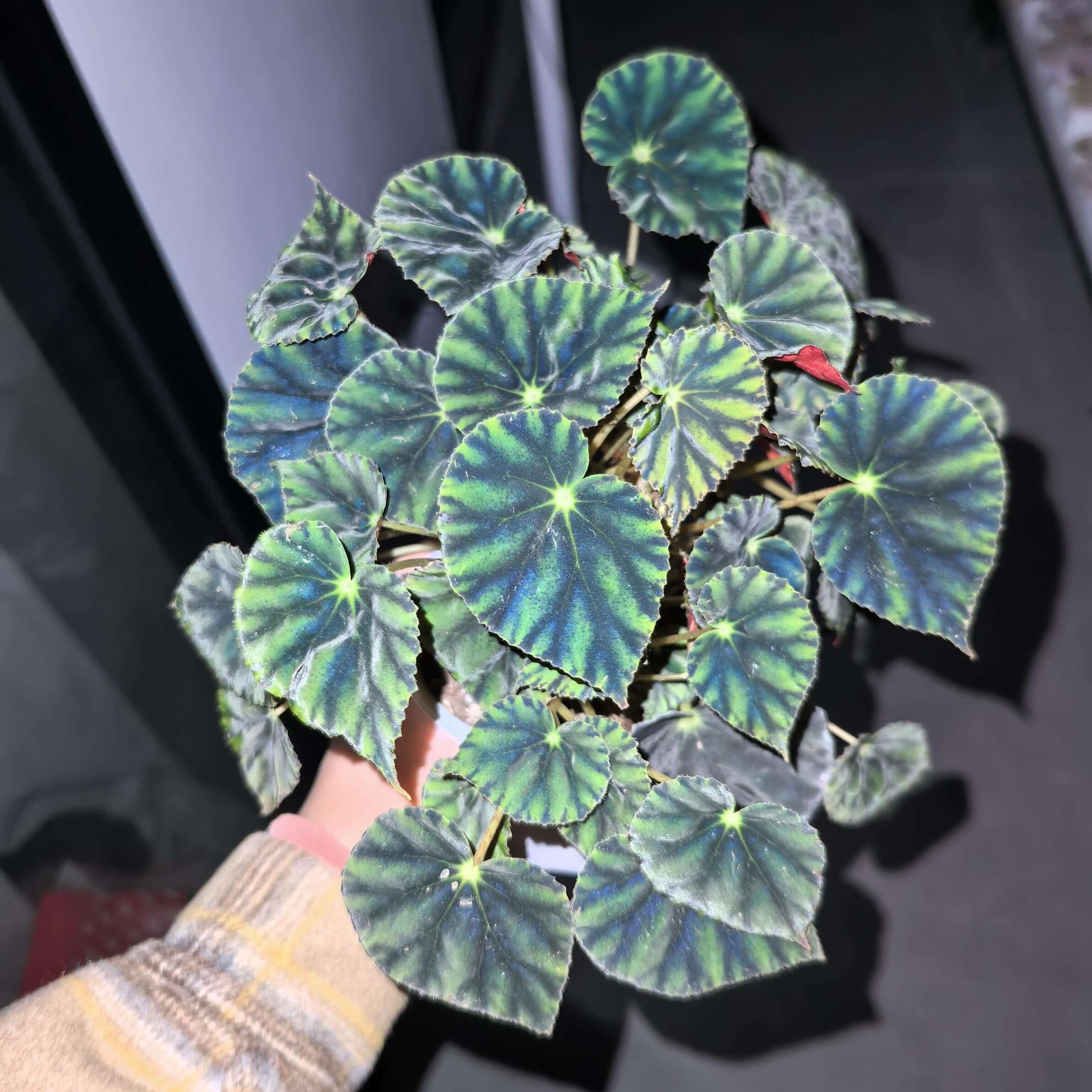 Begonia Mazae Nigricans is a captivating begonia variety, appreciated for its unique and striking appearance. Native to Southeast Mexico, this perennial species is known for its dark, soft leaves, making it a perfect choice for collectors and plant enthusiasts alike.