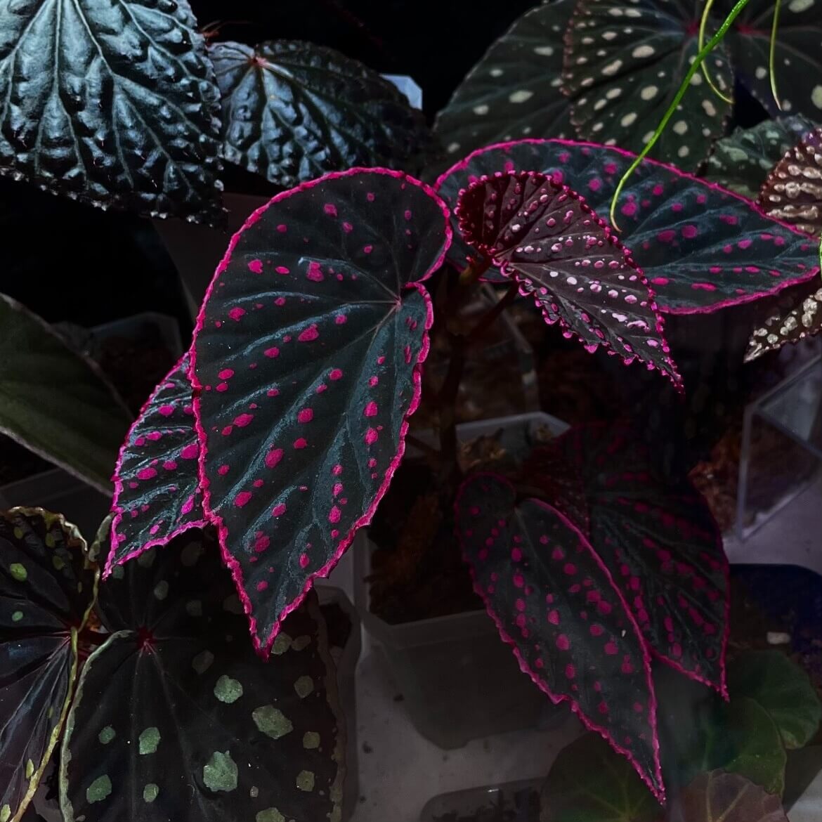 Begonia Medusa is a captivating hybrid begonia prized for its dramatic, dark foliage. The leaves show deep green to near-black tones, scattered with vivid pink spots and outlined by striking magenta margins. Strong veining and a matte surface give the plant a bold, sculptural appearance, while the high-contrast coloration evokes the mystique and elegance of Medusa herself.