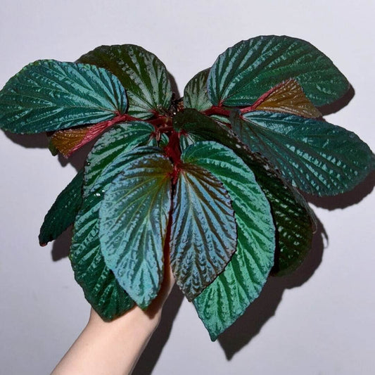 Begonia metallicolor is a captivating and visually striking species native to Borneo, Malaysia. Known for its iridescent foliage, it showcases hues of blue, teal, green, and purple, making it a unique and prized addition to any plant collection. With its metallic sheen and deeply corrugated leaves, this begonia adds texture and elegance to your indoor garden. Begonia metallicolor thrives in high-humidity environments, making it ideal for terrariums, glass domes, or greenhouses where it can truly flourish.
