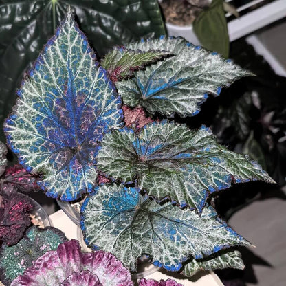 Begonia 'Miss Louisiana' is a striking rex begonia that features beautiful silver and olive-green patterned leaves with a unique red dot at the petiole attachment. This plant is a compact and low-maintenance variety that thrives in indoor spaces. Its distinctive foliage, coupled with its easy-care nature, makes it an excellent addition to any plant lover's collection.