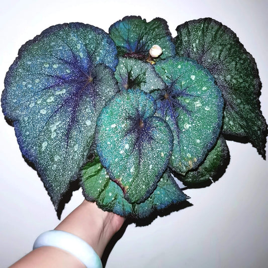 Begonia Morning Dew is a stunning begonia variety with vibrant green leaves covered in delicate silver-white spots that resemble tiny pearls. The beautiful silver speckles add an exquisite touch to the plant, giving it an elegant, dew-like appearance. The edges of the leaves are marked with a rich brown or purple hue, which creates a striking contrast with the green and enhances the plant’s visual appeal.